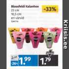 Blossfeldi Kalanhoe