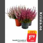 Kanarbik 11 cm potis, tk