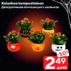 Kalanhoe kompositsioon
