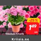 Krüsanteem, 9 cm potis