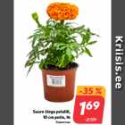 Suure õiega peiulill,
10 cm potis, tk