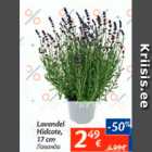 Lavendel Hidcote, 17 cm