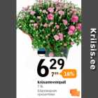 Krüsanteemipall 1 tk