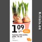 Nartsiss Tete-a-tete, potis, 10 cm, 1 tk
