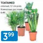КОМНАТНЫЕ РАСТЕНИЯ