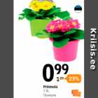 Priimula 1 tk