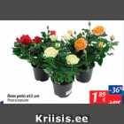 Roos potis d12 cm