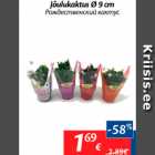 Jõulukaktus d9 cm