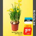 Nartsiss Tete-a-tete
potis 10 cm, tk