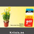 Nartsiss
Tete-a-tete, 10 cm potis, tk
