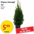 Elupuu, Smaragd