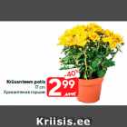 Krüsanteem potis
17 cm
