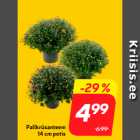 Pallkrüsanteem
14 cm potis