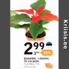Jõulutäht, 1 -õleline, 10 cm potis