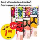 Roosi- või marjapõõsaste istikud