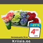 Hortensia potis, 10 cm