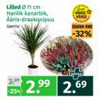 Lilled Ø 11 cm