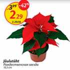 Jõulutäht