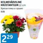 ХРИЗАНТЕМА В ГОРШКЕ