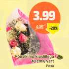 Roosikimp kipslillega 