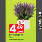 Lavendel potis
17 cm
