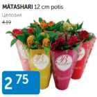 MÄTASHARI 12 cm potis