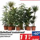 Rohelised toataimed