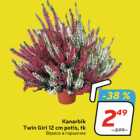  Kanarbik
Twin Girl 12 cm potis, tk