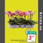 Mini orhidee 6 cm potis, tk