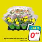 Krüsanteemi mix potis 9 cm, tk