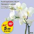 Kuukingad potis