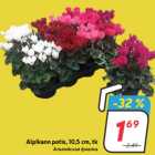 Alpikann potis