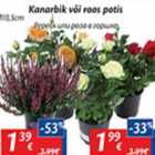 Магазин:Maxima,Скидка:цветы