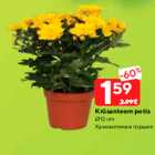 Krüsanteem potis
Ø12 cm
