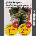 Рождественский кактус в горшке