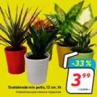 Toataimede mix potis, 12 cm, tk