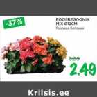 ROOSBEGOONIA
MIX Ø12CM