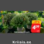 Pallkrüsanteem, 14 cm potis