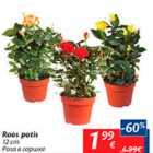Roos potis 12 cm  