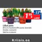 Lilled potis
