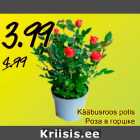Kääbusroos potis 