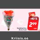 Roosikimp Rimi
