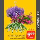 Магазин:Hüper Rimi, Rimi,Скидка:Летние цветы в подвесной вазе