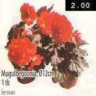 Mugulbegoonia