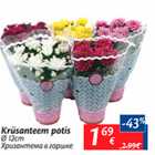 Krüsanteem potis