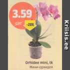 Orhidee mini, tk