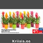 Bromeelia keraamilises potis d13 cm