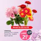 Lillekimp