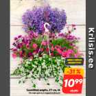 Магазин:Hüper Rimi,Скидка:Летние цветы в подвесной вазе