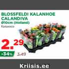 BLOSSFELDI KALANHOE CALANDIVA 
